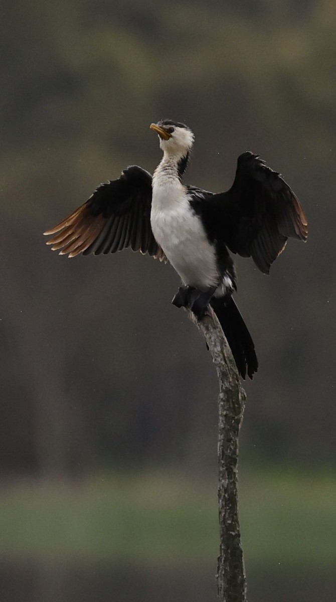 Little Pied Cormorant - Kevin McLeod