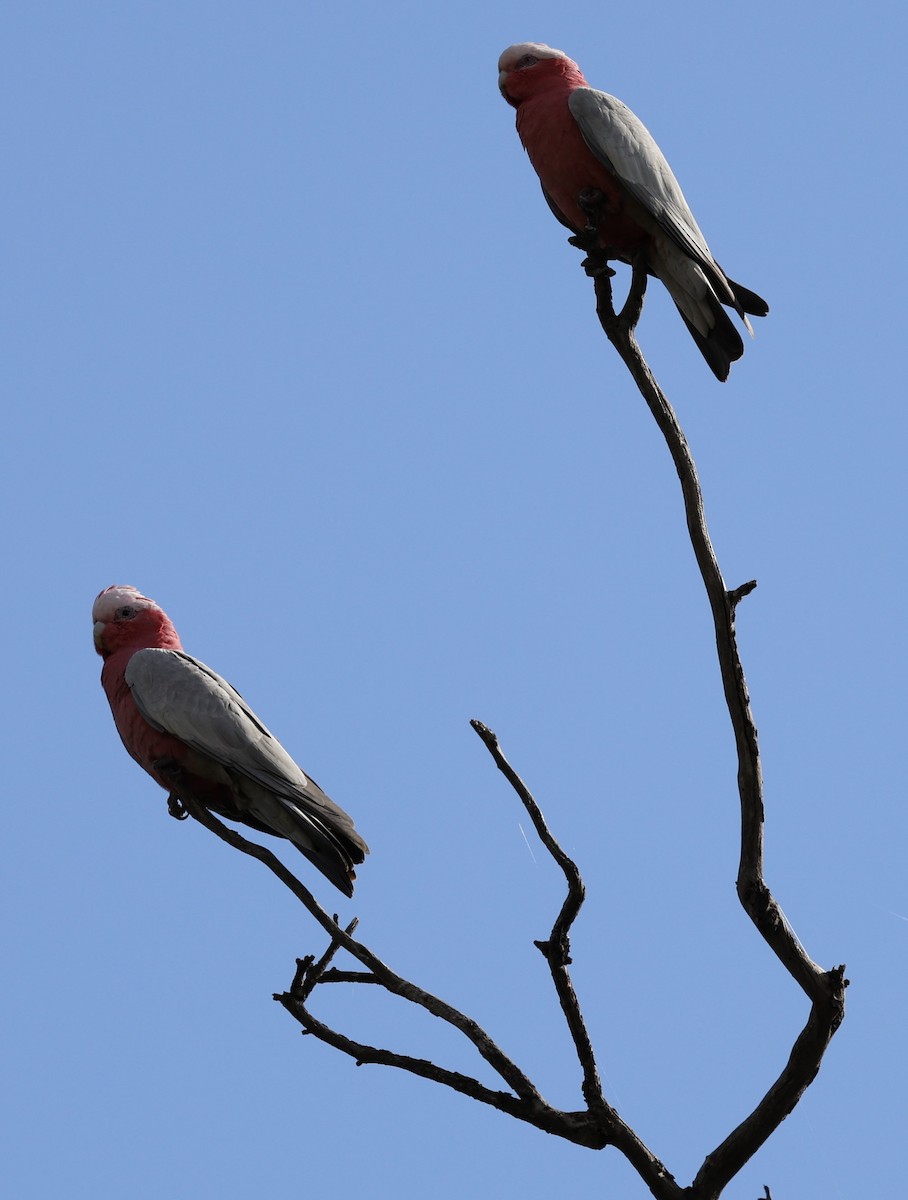 Galah - ML624575534