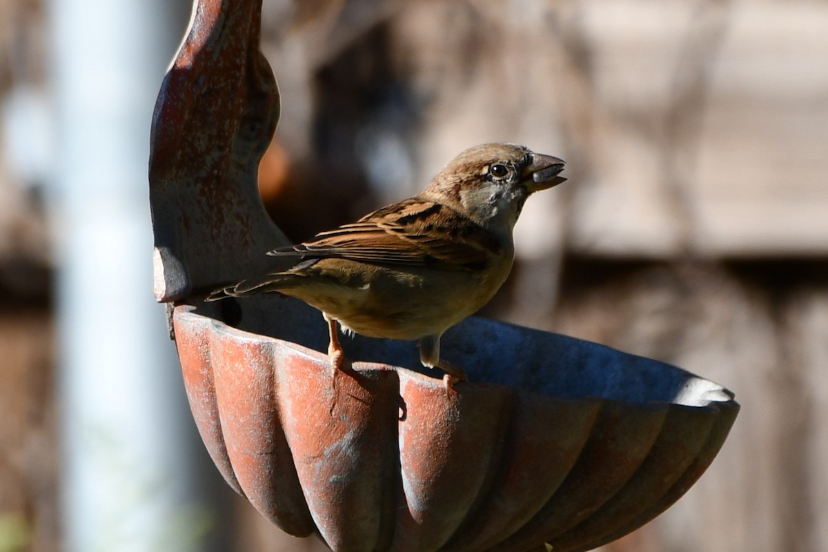 House Sparrow - ML624575610