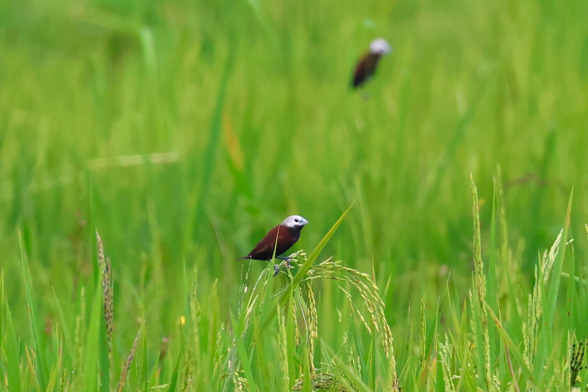 White-capped Munia - ML624575612