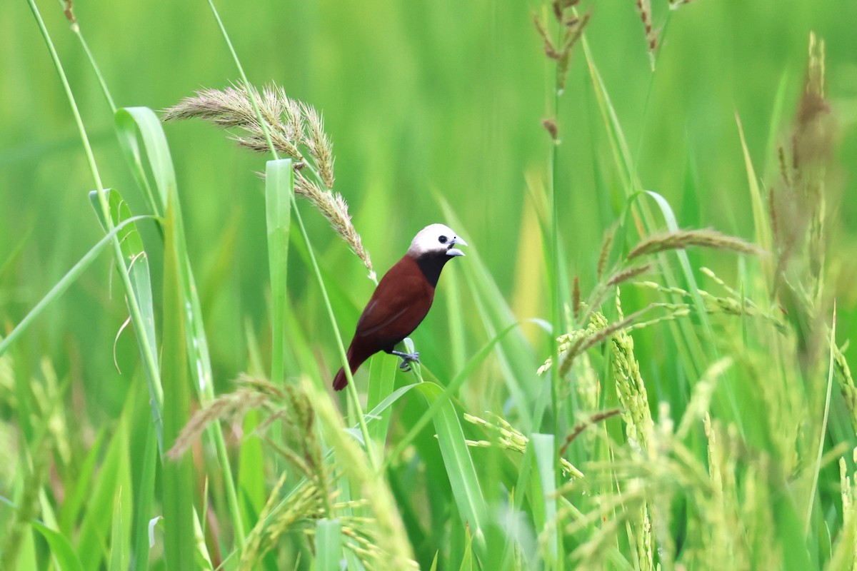 White-capped Munia - ML624575614