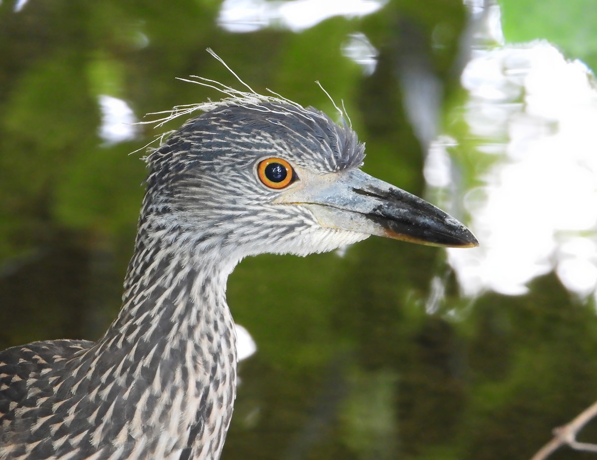 Yellow-crowned Night Heron - ML624575669