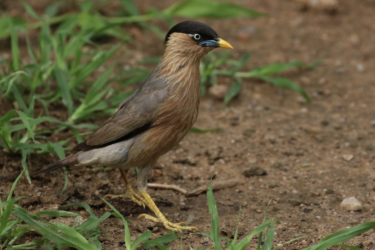 Brahminy Starling - Sabrina Hepburn