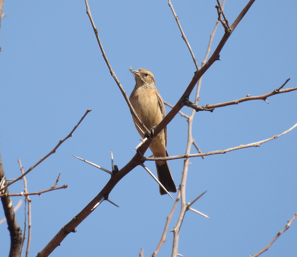 Lark-like Bunting - ML624575739