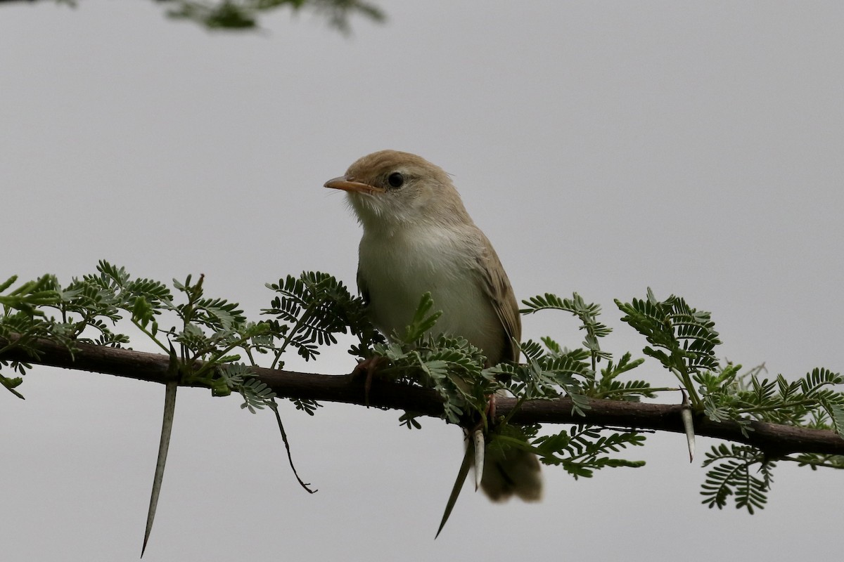 Rufous-fronted Prinia - ML624575764