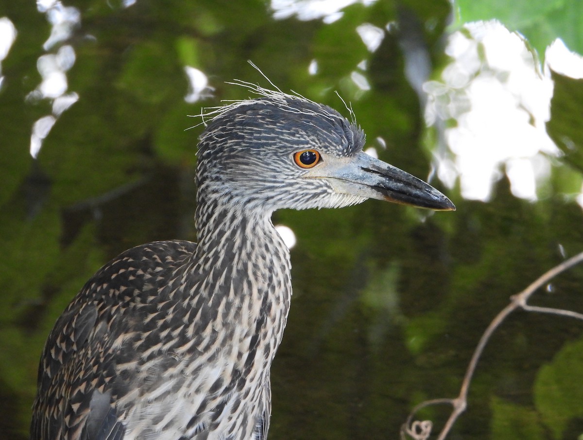 Yellow-crowned Night Heron - ML624575768