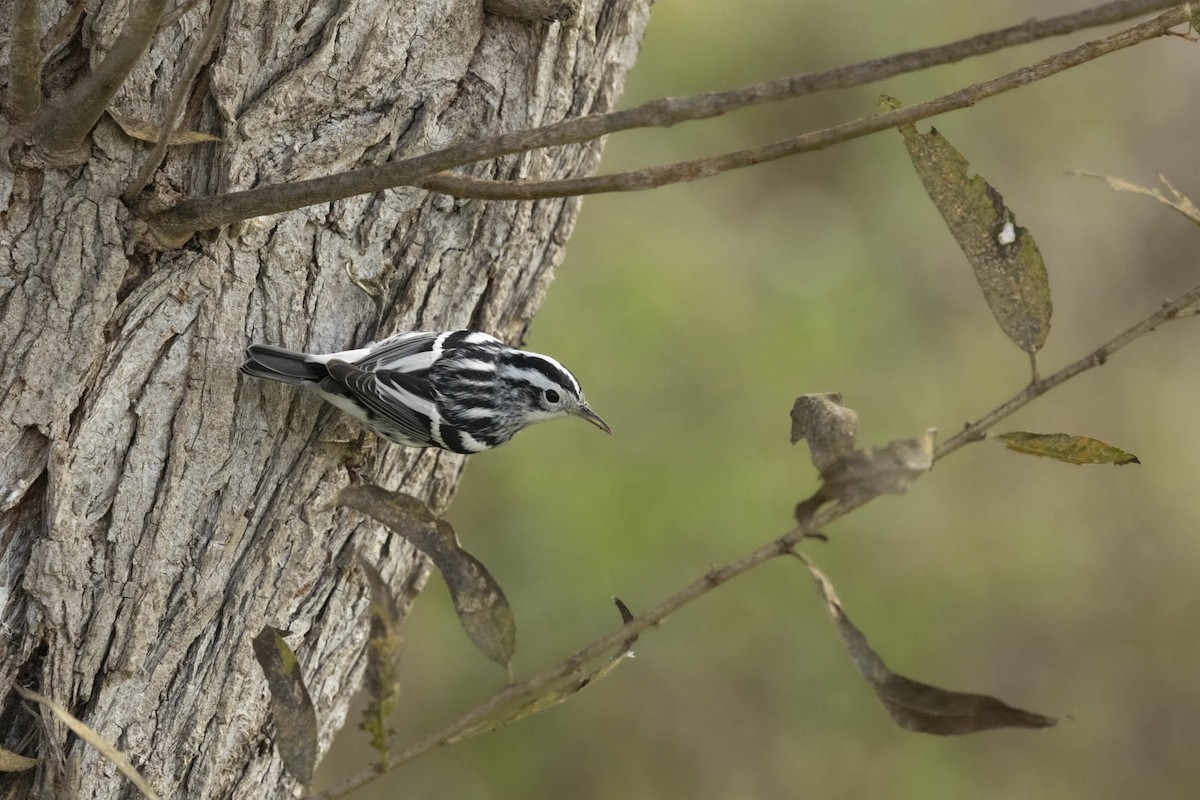 lesňáček černobílý - ML624575773