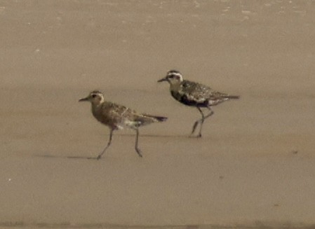 Pacific Golden-Plover - ML624575780