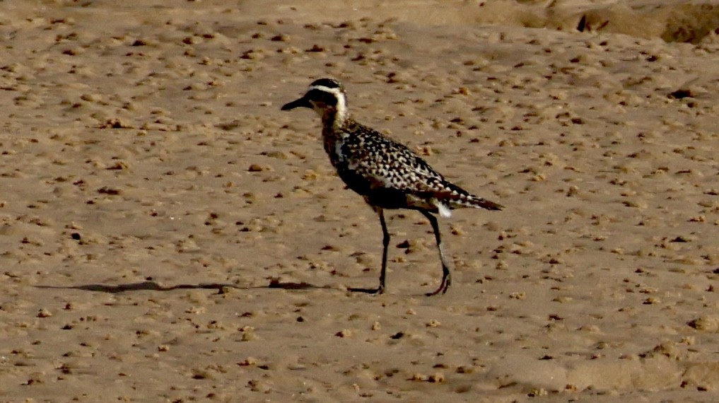 Pacific Golden-Plover - ML624575781