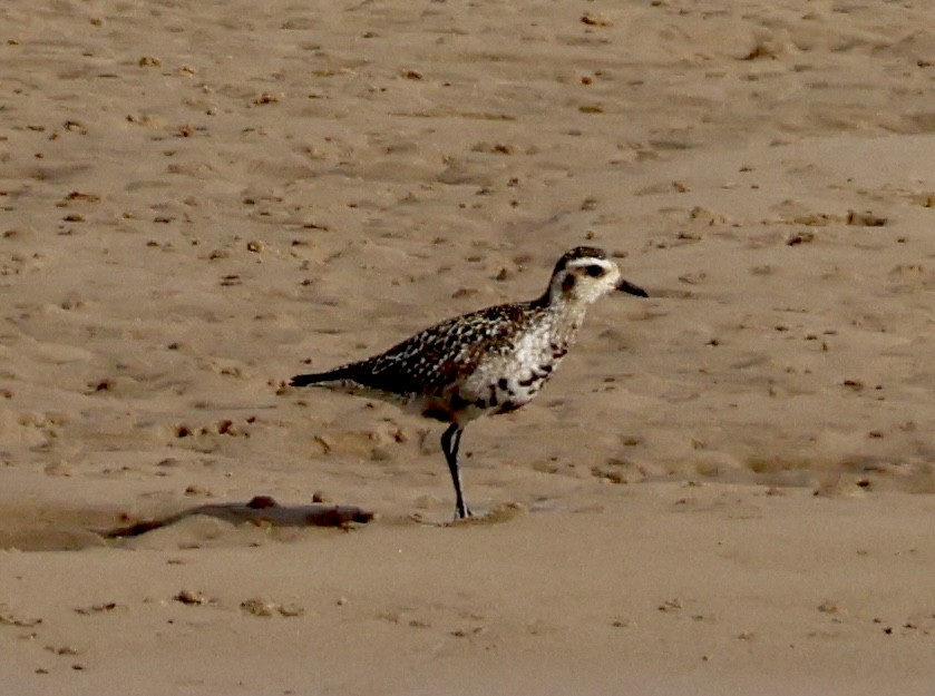 Pacific Golden-Plover - Kerr Brad