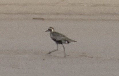 Pacific Golden-Plover - Kerr Brad