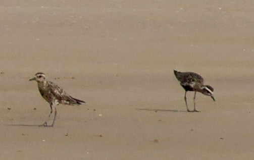 Pacific Golden-Plover - ML624575785