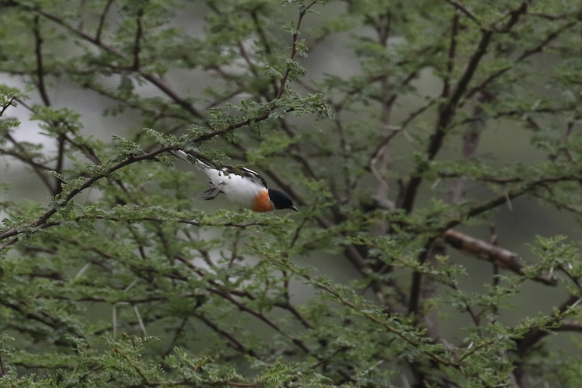 White-bellied Minivet - ML624575813