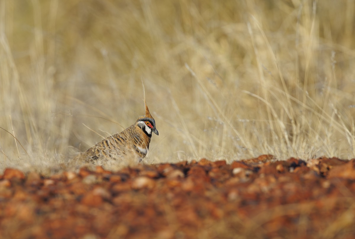 Spinifex Pigeon - Jason Vassallo