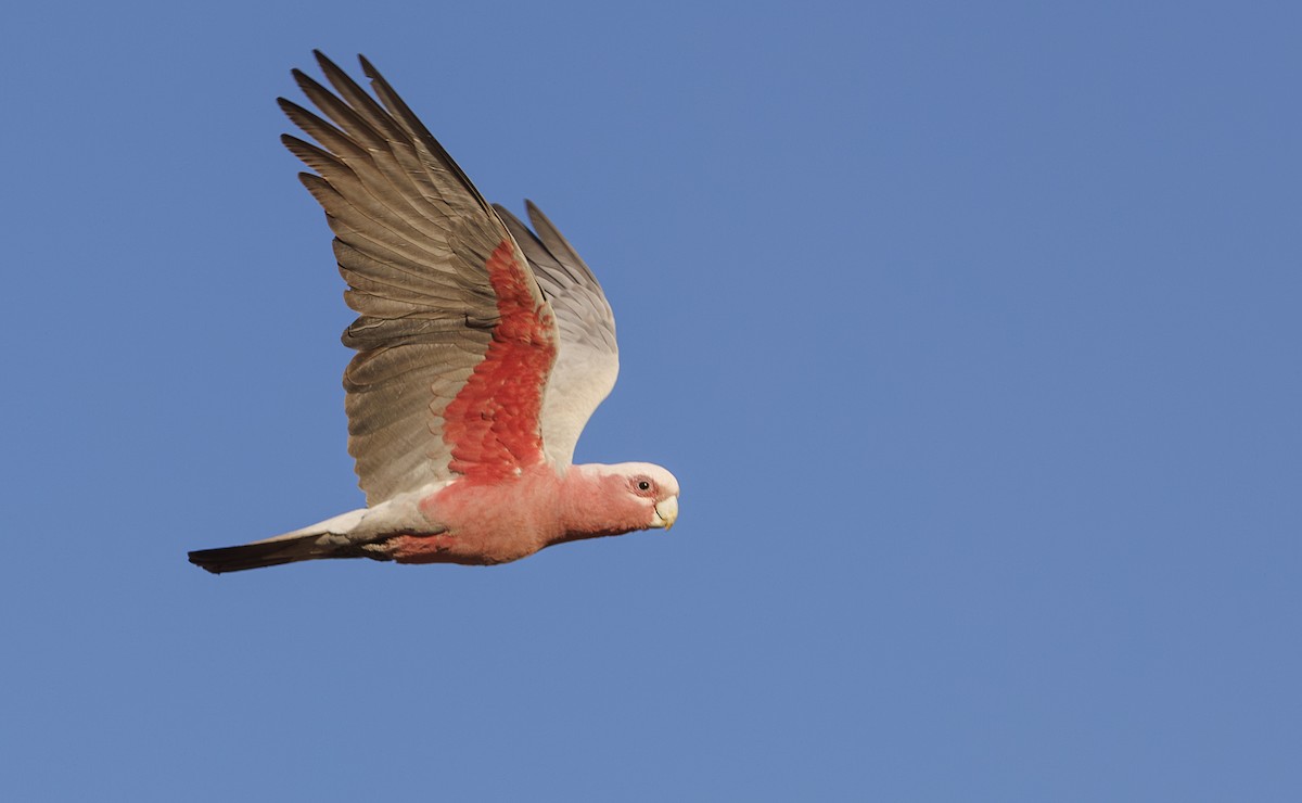 Galah - ML624575822