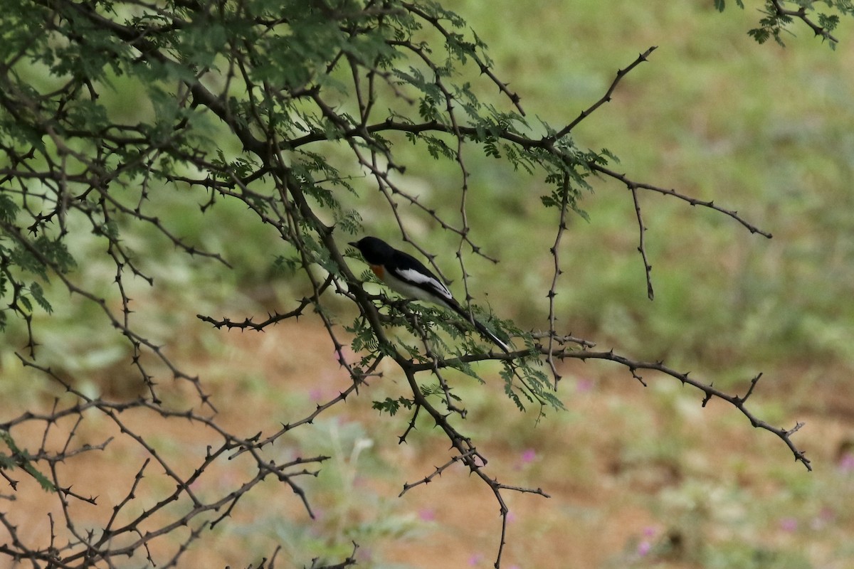 White-bellied Minivet - ML624575823