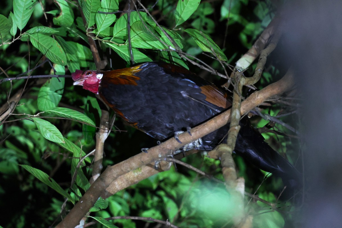 Red Junglefowl - ML624575826