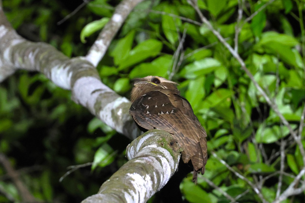 Large Frogmouth - ML624575837