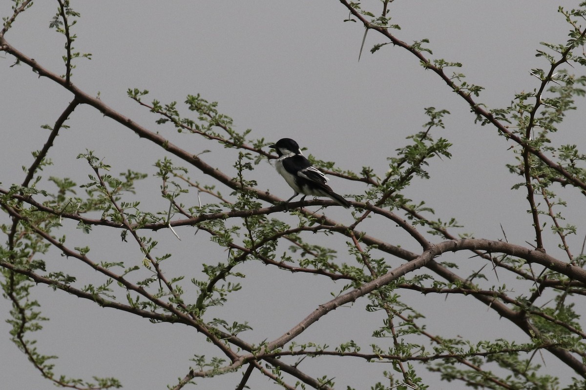 White-naped Tit - Sabrina Hepburn