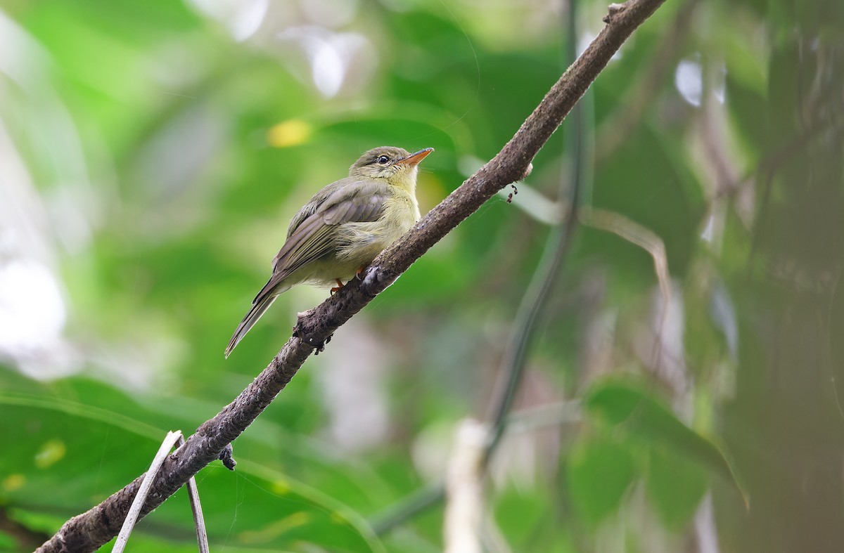 Olive Flyrobin - ML624575888