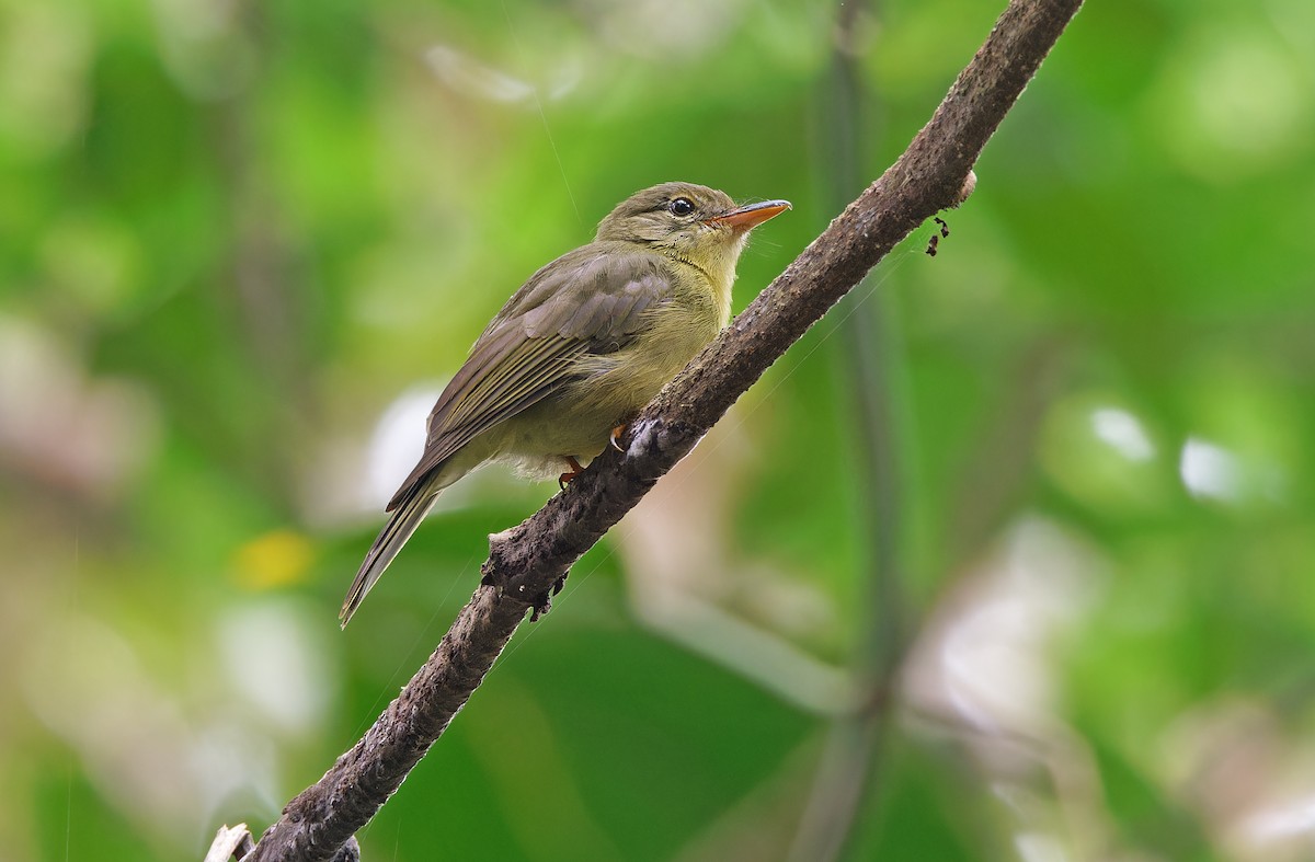 Olive Flyrobin - ML624575889