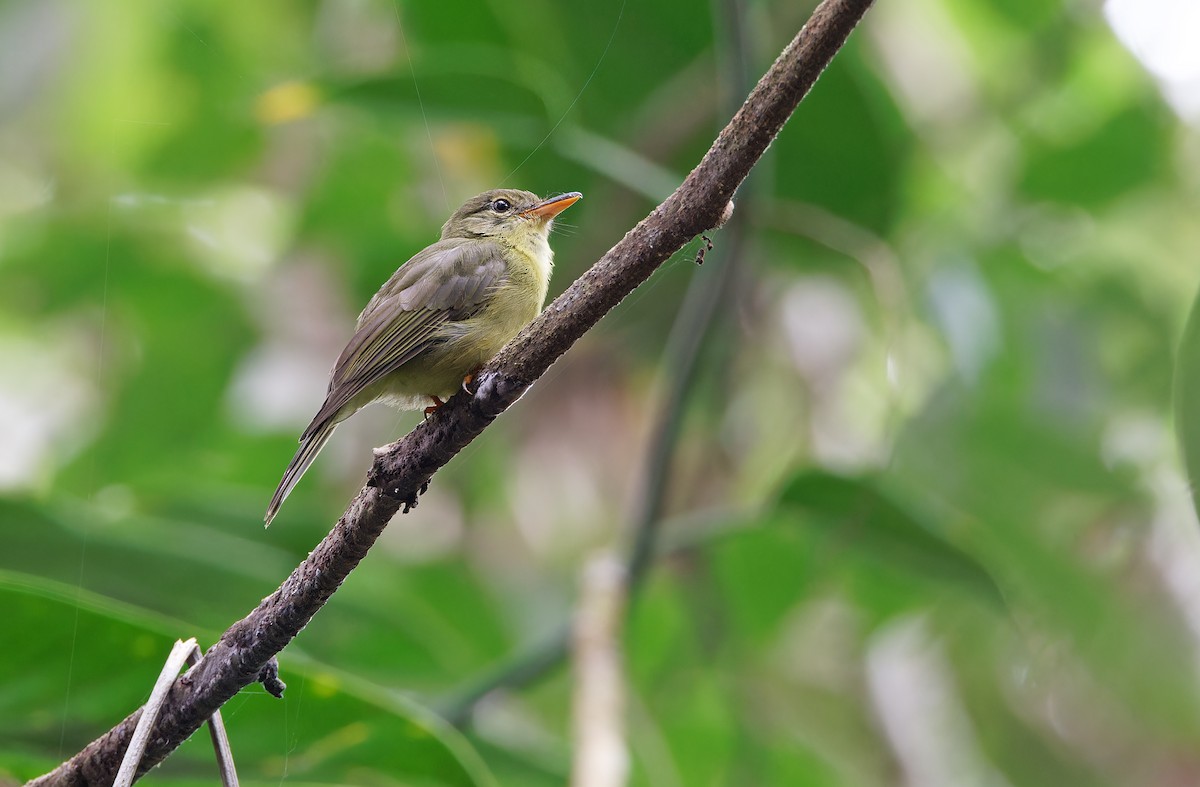 Olive Flyrobin - ML624575890