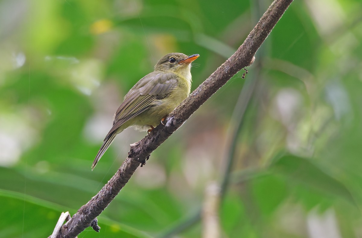 Olive Flyrobin - ML624575891