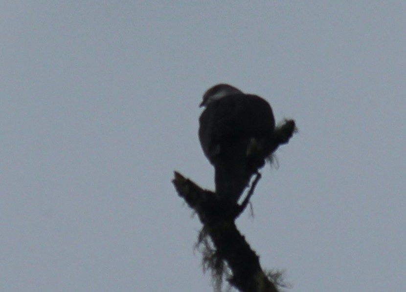 Mountain Imperial-Pigeon - ML624575907