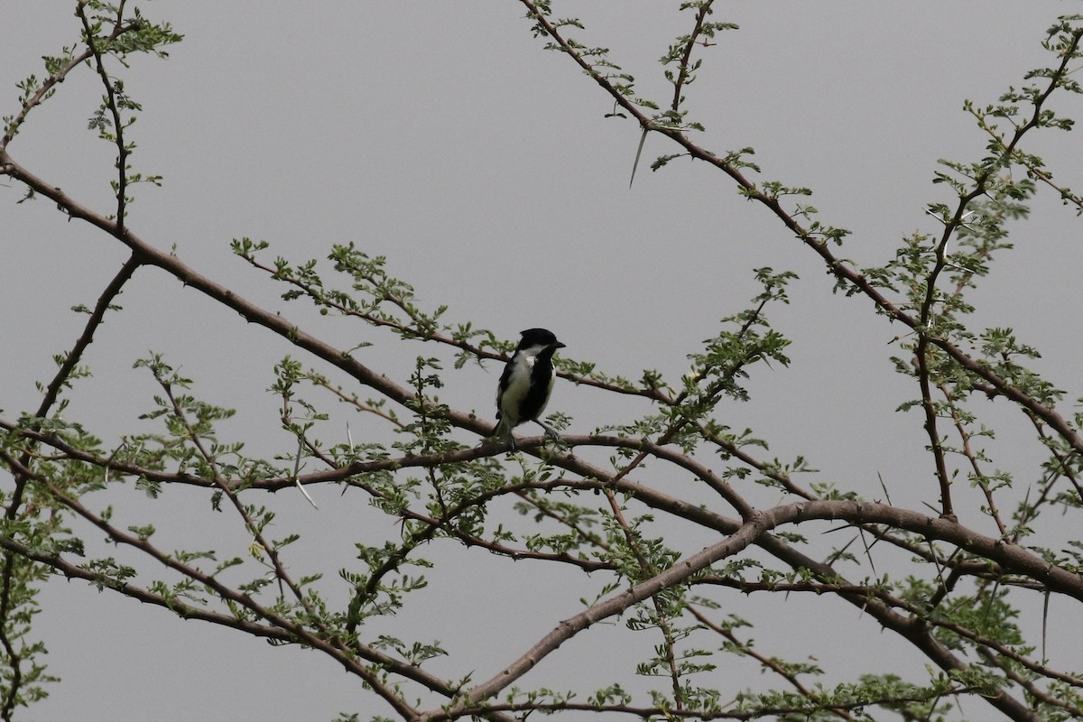 White-naped Tit - ML624575928