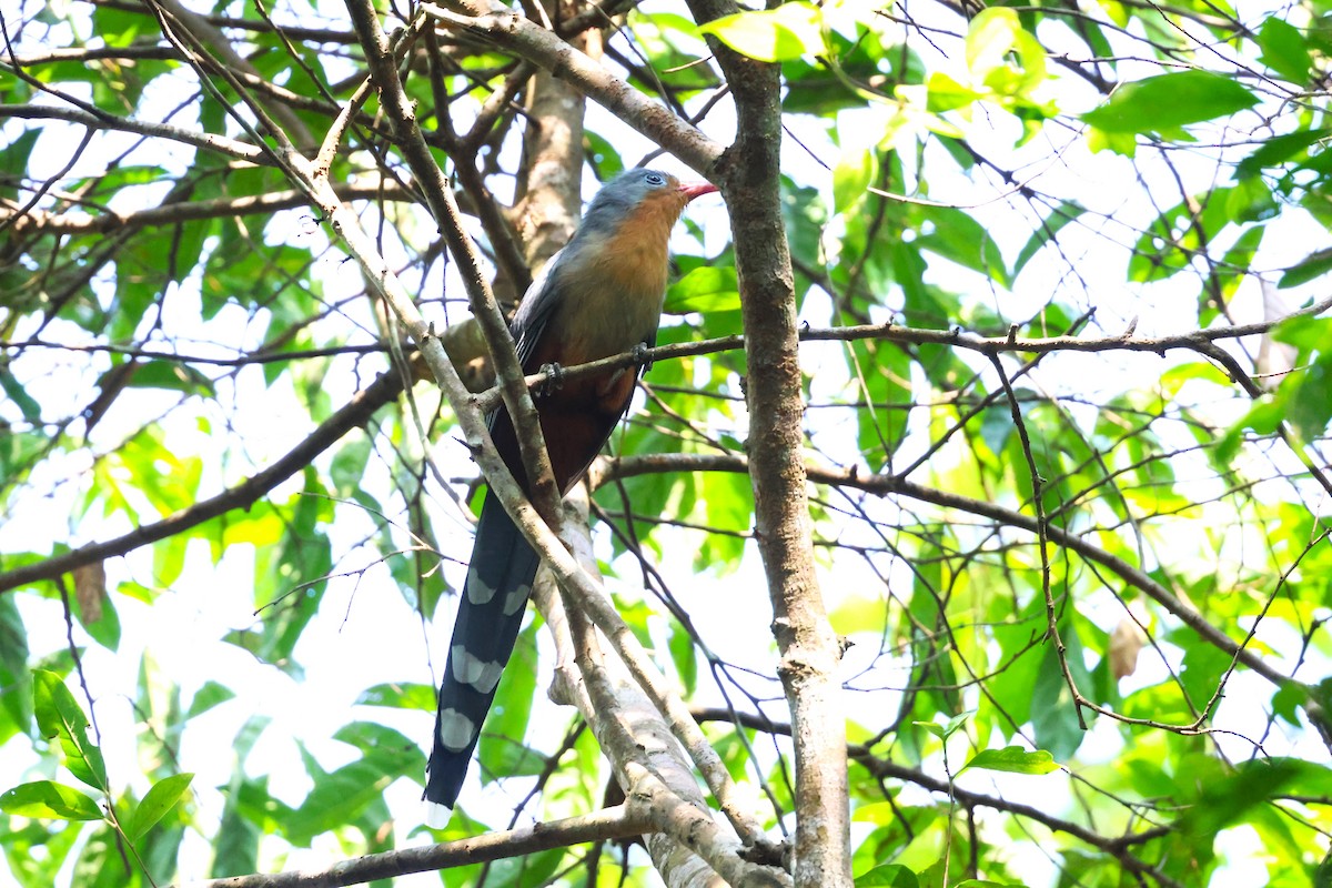 Red-billed Malkoha - ML624575932