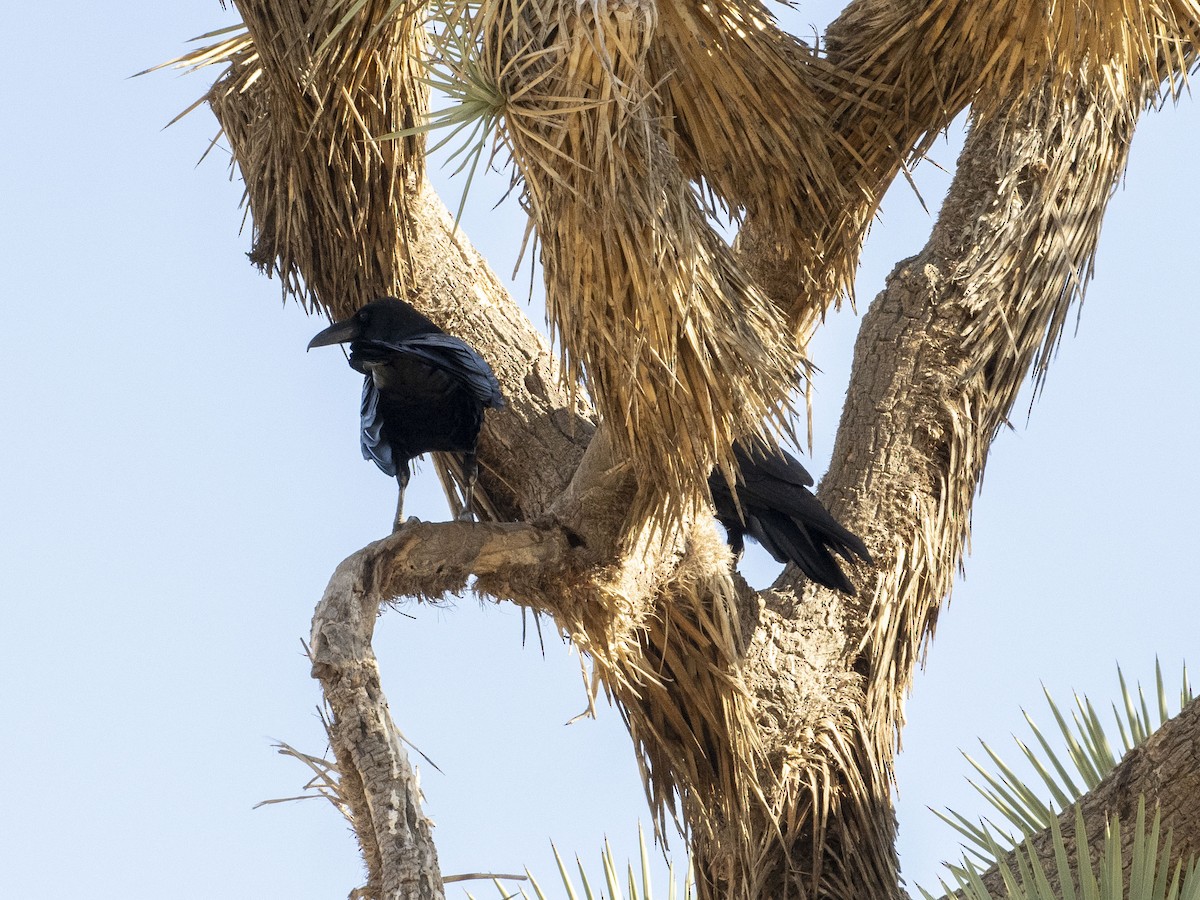 Common Raven - Carol Collins