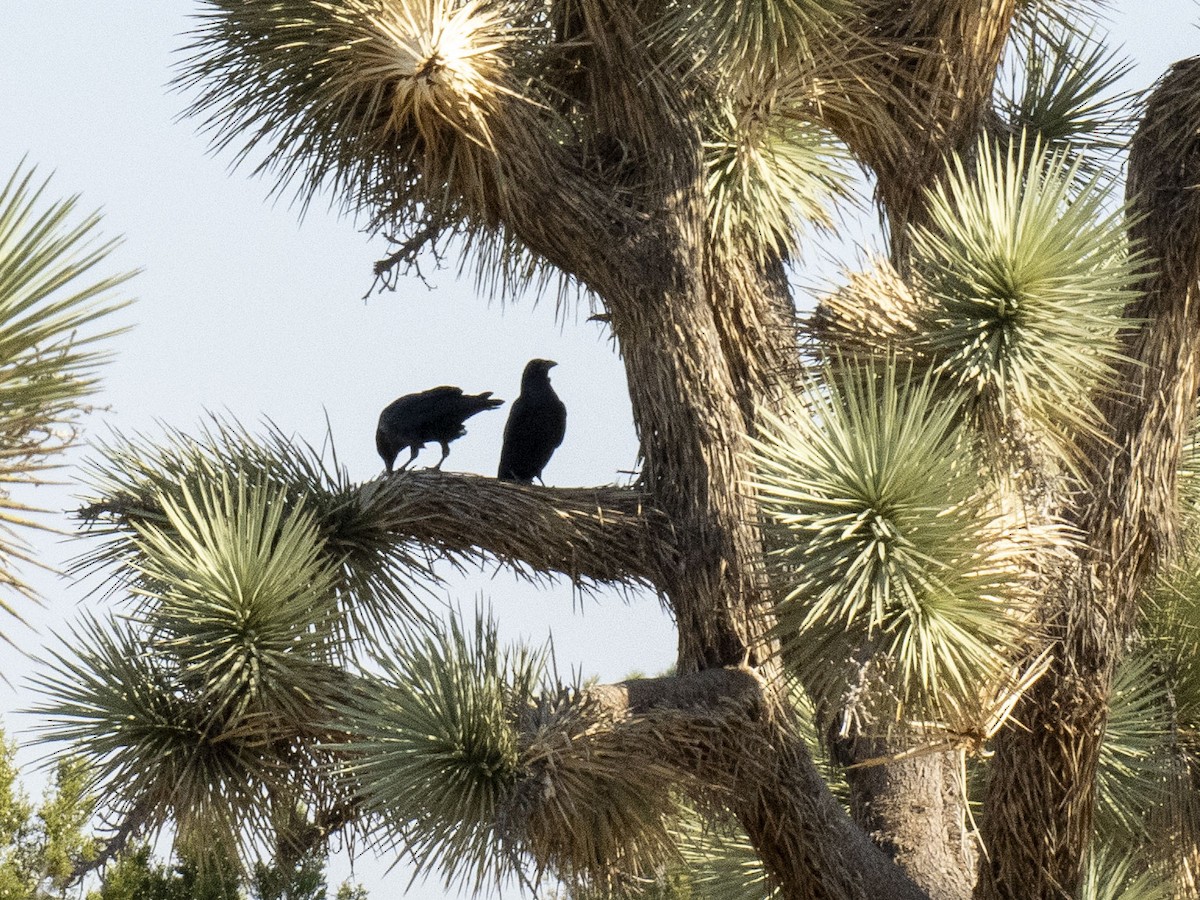 Common Raven - ML624575957