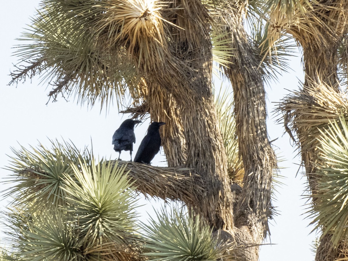 Common Raven - ML624575963