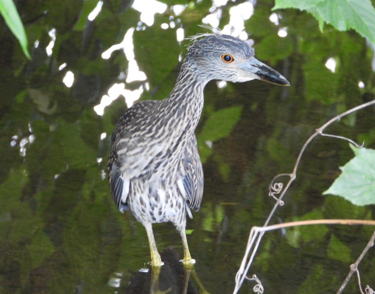 Yellow-crowned Night Heron - Evan Kidd