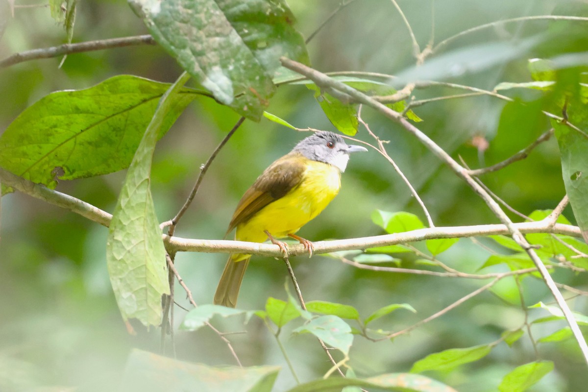 Yellow-bellied Bulbul - ML624576071