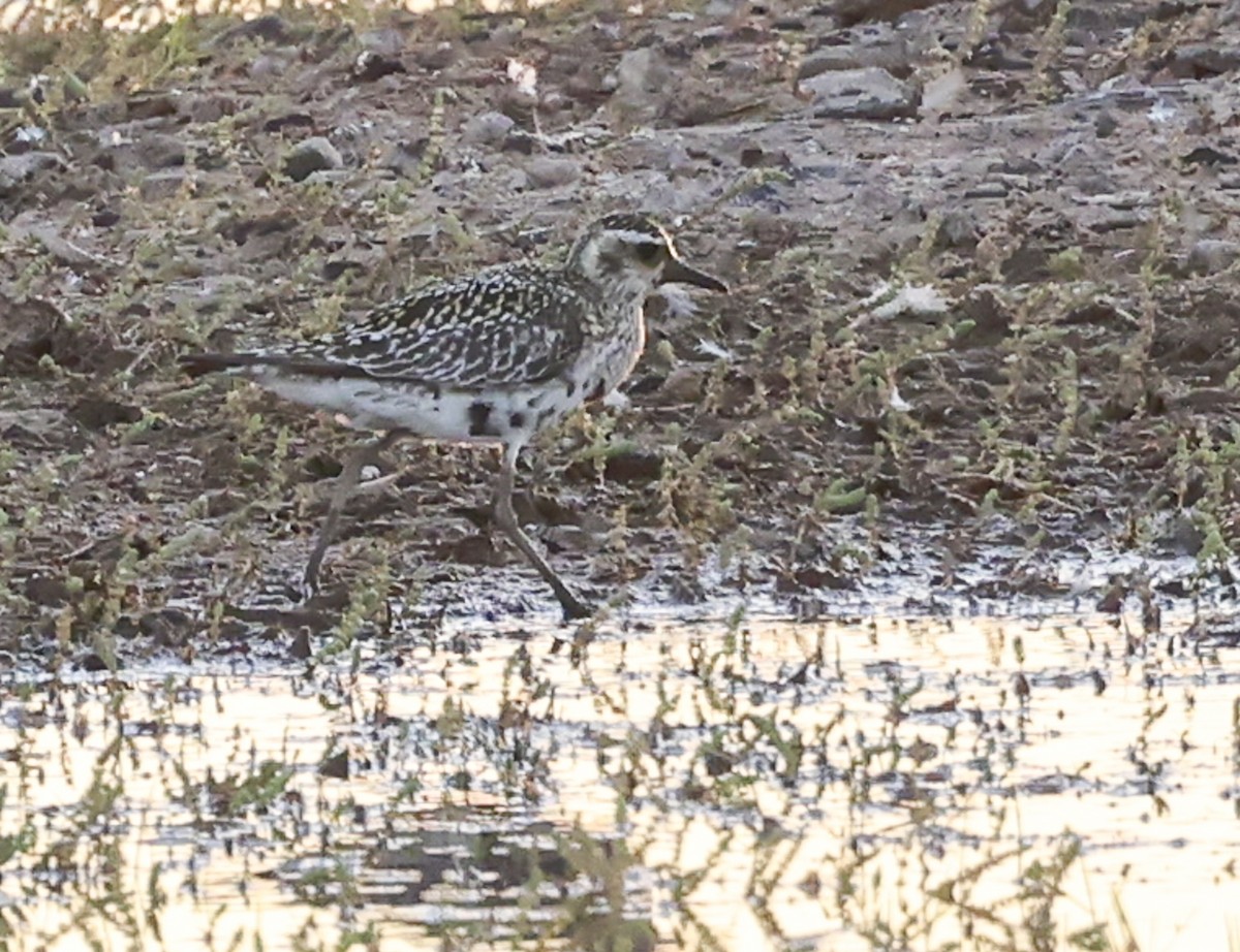 Pacific Golden-Plover - Jason Vassallo