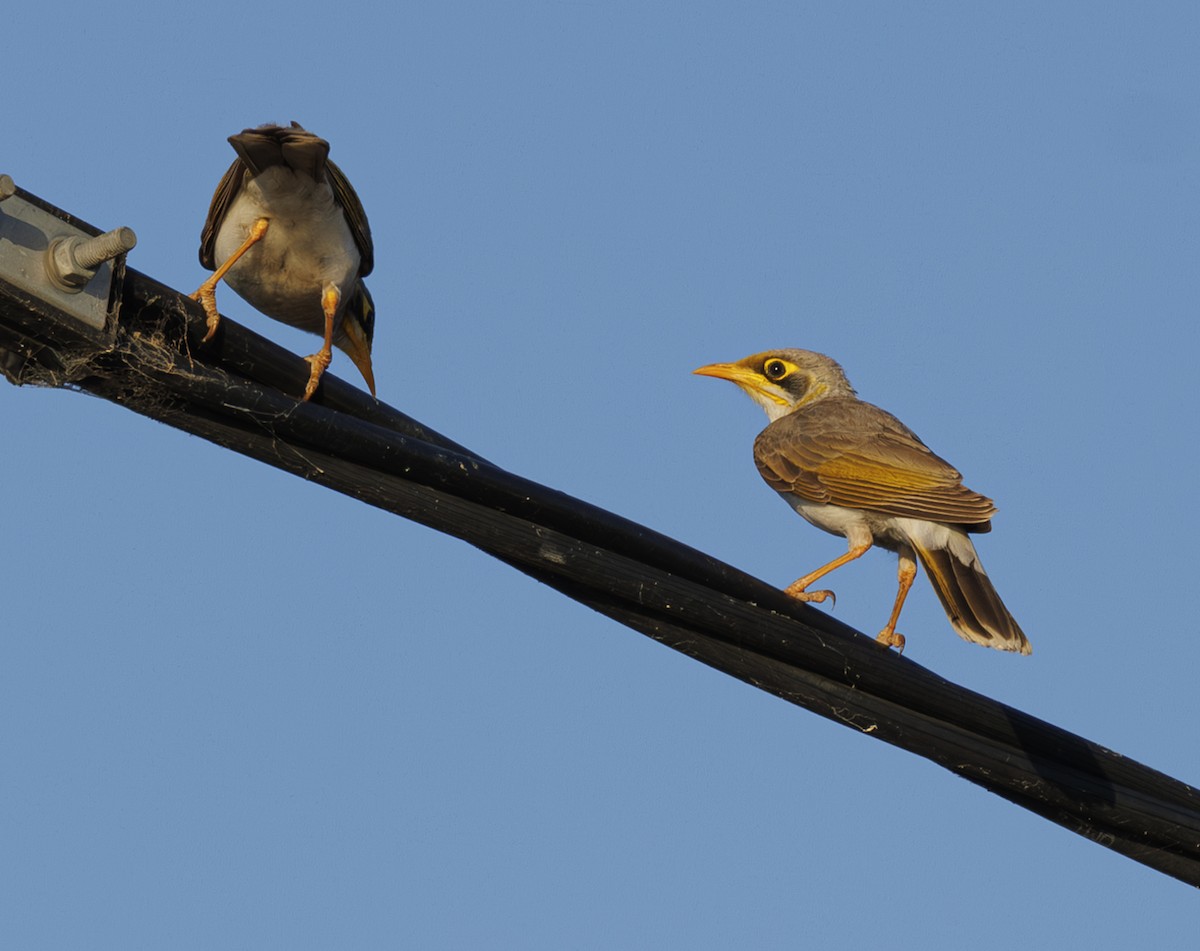 Yellow-throated Miner - ML624576109