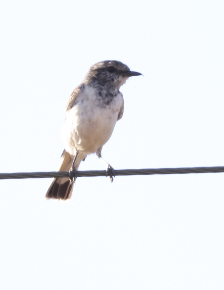 Hooded Robin - ML624576112