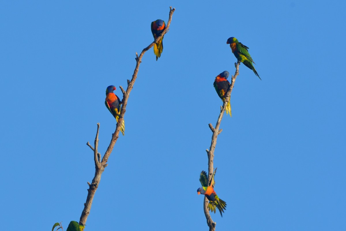 Rainbow Lorikeet - Sam Adams