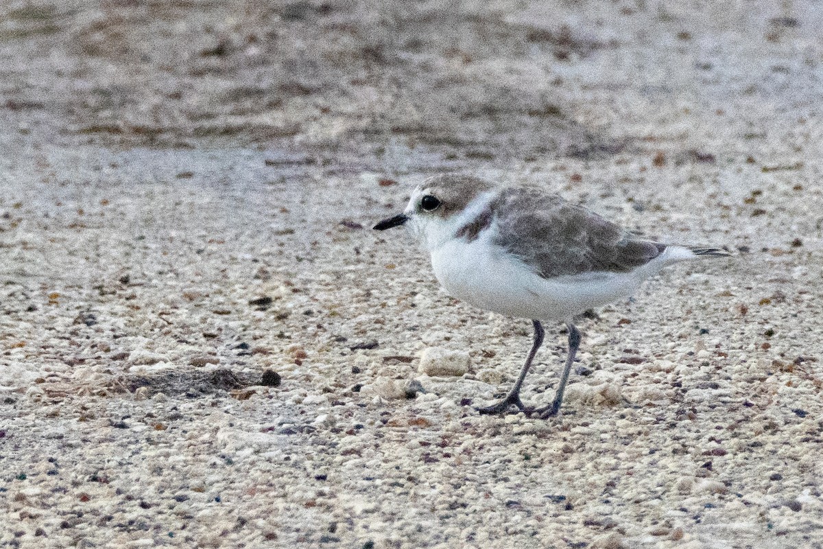 Snowy Plover - ML624576114