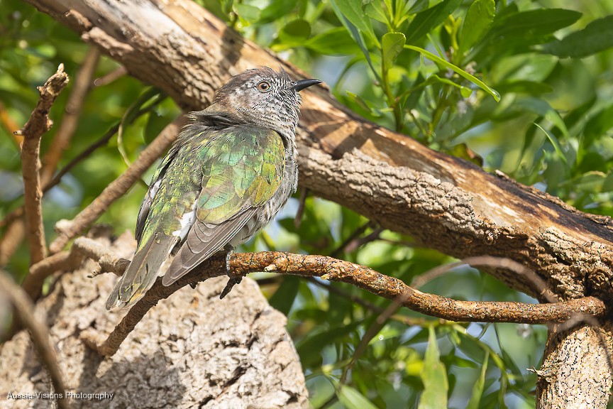 Shining Bronze-Cuckoo - ML624576115