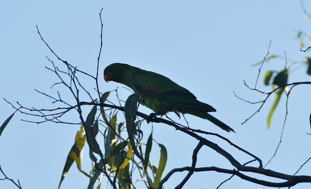 Red-winged Parrot - ML624576117