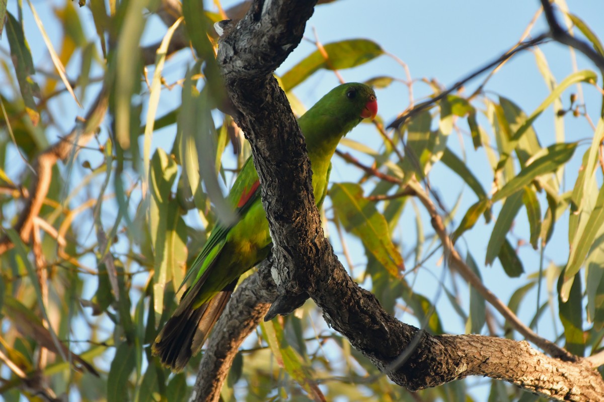 Red-winged Parrot - ML624576118