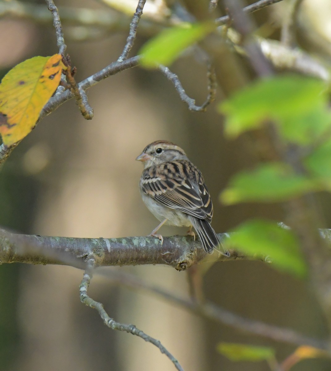 Field Sparrow - ML624576119