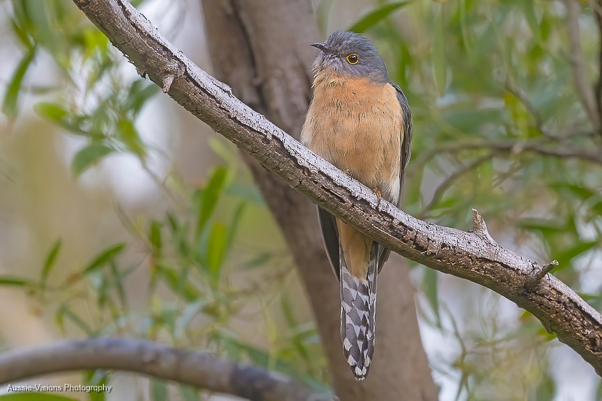 Fan-tailed Cuckoo - ML624576123