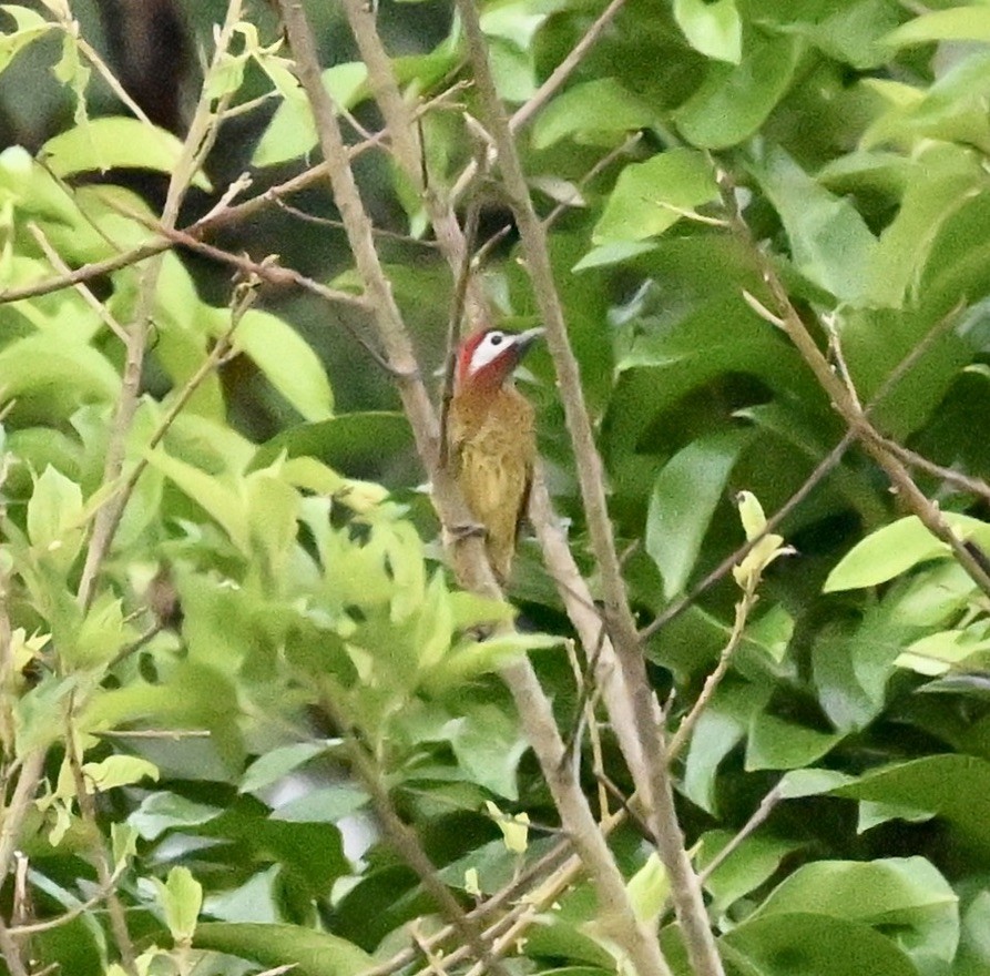 Spot-breasted Woodpecker - ML624576126