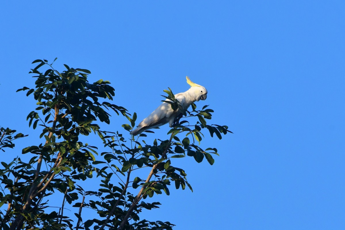 Sulphur-crested Cockatoo - Sam Adams