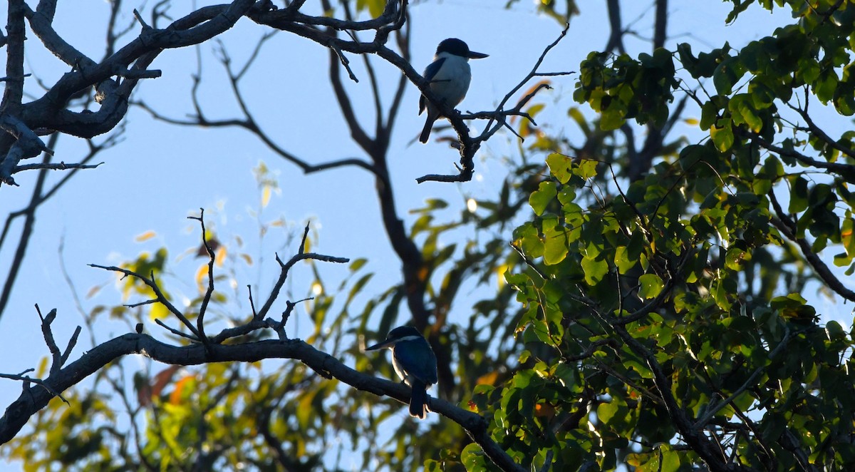 Torresian Kingfisher - ML624576131