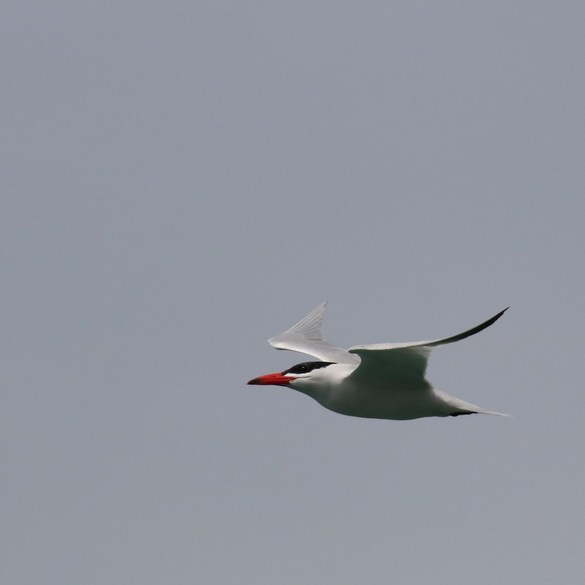 Caspian Tern - ML624576157