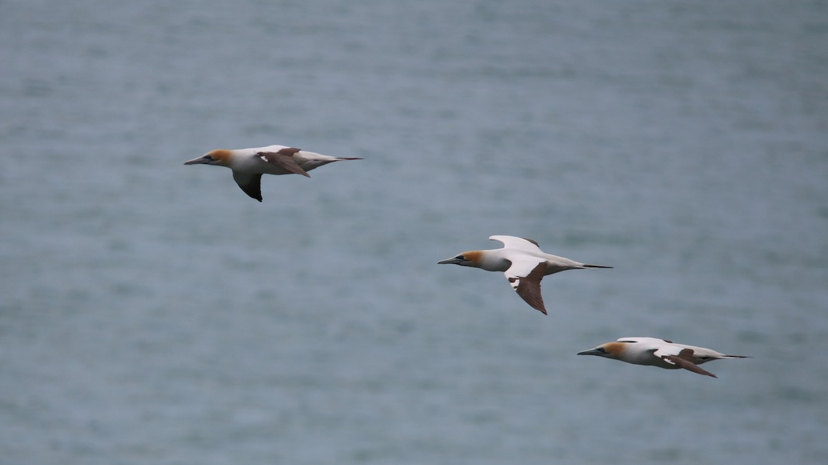 Australasian Gannet - Zachary Hankin